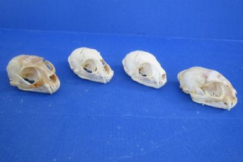 North American Bobcat Skull, Lynx Skull, 3-1/2 to 4-1/2 inches <font color=red> Wholesale - Damaged Grade B Quality</font> - 3 @ $39.00 each 