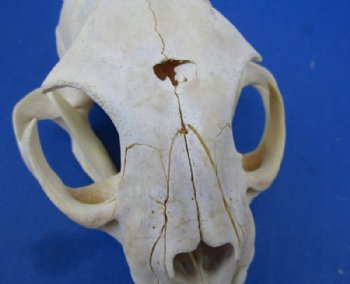 North American Bobcat Skull, Lynx Skull, 3-1/2 to 4-1/2 inches <font color=red> Wholesale - Damaged Grade B Quality</font> - 3 @ $39.00 each 