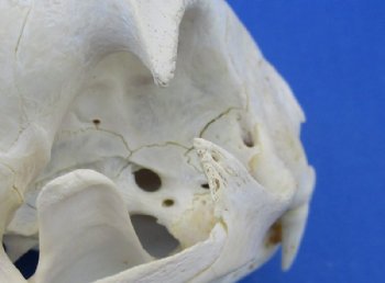 North American Bobcat Skull, Lynx Skull, 3-1/2 to 4-1/2 inches <font color=red> Wholesale - Damaged Grade B Quality</font> - 3 @ $39.00 each 