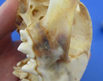 North American Bobcat Skull, Lynx Skull, 3-1/2 to 4-1/2 inches <font color=red> Wholesale - Damaged Grade B Quality</font> - 3 @ $39.00 each 