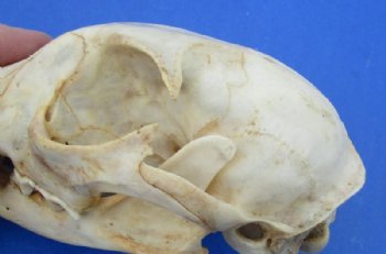 North American Bobcat Skull, Lynx Skull, 3-1/2 to 4-1/2 inches <font color=red> Wholesale - Damaged Grade B Quality</font> - 3 @ $39.00 each 