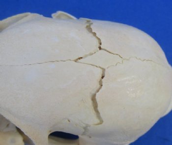 North American Bobcat Skull, Lynx Skull, 3-1/2 to 4-1/2 inches <font color=red> Wholesale - Damaged Grade B Quality</font> - 3 @ $39.00 each 