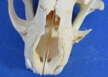 North American Bobcat Skull, Lynx Skull, 3-1/2 to 4-1/2 inches <font color=red> Wholesale - Damaged Grade B Quality</font> - 3 @ $39.00 each 