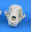 Real North American Bobcat Skull, lynx skull <font color=red> Wholesale</font>, 3-1/2 to 4-1/2 inches - 2 @ $55 each; 6 @ $49 each