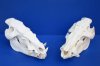 13 to 15 inches <font color=red> Wholesale</font> African Bushpig Skull (Potamochoerus larvatus) for Sale - $110.00 each