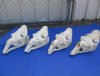 Wholesale Camel Skulls for Sale, commercial grade 15 to 18 inches long -  $114.99 each 