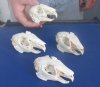 3 to 4-1/2 inches Real African Cape Hare Skull for Sale - You are buying one that looks <font color=red> Similar </font> to those pictured for $34.99 each