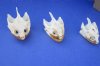 Common Snapping Turtle Skulls <font color=red> Wholesale</font> 3 to 3-7/8 inches - Pack of 3 @ $39.00 each; Pack of 4 @ $35.00 each