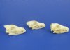 Wholesale Damaged Coyote Skulls, Grade B and Craft Quality - Case of 6 @ $17.00 each