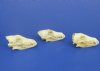 Craft Grade Coyote Skulls <font color=red> Wholesale</font>, Damaged - 6 @ $17.00 each