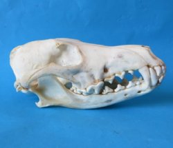 Coyote Skulls <font color=red> Wholesale</font> - 4 @ $26 each