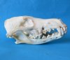 Wholesale Coyote Skulls for Sale 6-1/2 inches to 8 inches long - Case of 5 @ $21.00 each