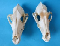 North American Coyote Skull - $39.99 each