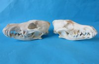 North American Coyote Skull - $39.99 each