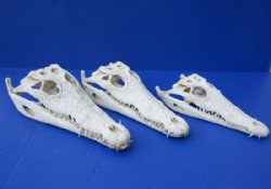11 inches Nile Crocodile Skulls <font color=red>Wholesale</font>  (CITES 263852) - 3 @ $170.00 (Signature Required)