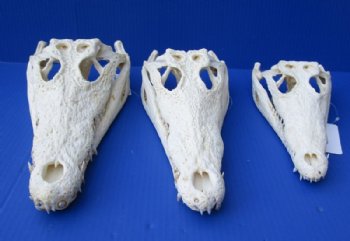 12 inches Nile Crocodile Skulls <font color=red> Wholesale</font> (CITES 263852) Delivery Signature Required - 3 @ $135.00 each  <font color=red> Sale</font>