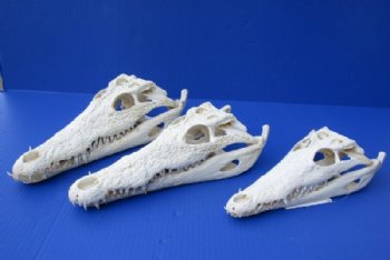 12 inches Nile Crocodile Skulls <font color=red> Wholesale</font> (CITES 263852) Delivery Signature Required - 3 @ $135.00 each 