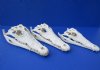 13 inches Wholesale Real Nile Crocodile Skulls for Sale in Bulk (CITES 223756) - Case of 3 @ $200.00 each (Shipped Adult Signature Required)