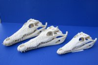 13 inches Real Nile Crocodile Skulls <font color=red> Wholesale</font> (CITES 263852) - 3 @ $165.00 each (Delivery Signature Required)