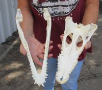 13 inches Real Nile Crocodile Skulls CITES 263852) <font color=red>Wholesale</font> - $184.99 each