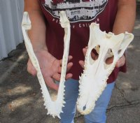 11 inches Nile Crocodile Skulls <font color=red>Wholesale</font> (CITES 263852) -  $119.99 each  <font color=red> Sale</font>