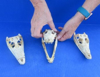 Nile Crocodile Skull  (Grade B Quality) (CITES #P000045227) - $58.30 each