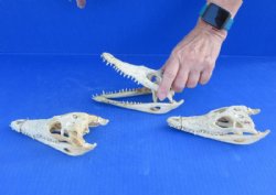 Nile Crocodile Skull  (Grade B Quality) (CITES #P000045227) - $58.30 each