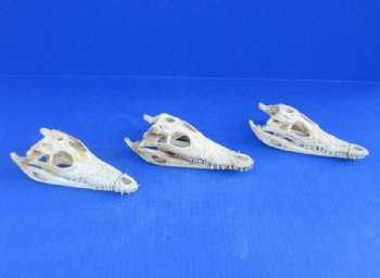 Nile Crocodile Skull  (Grade B Quality) (CITES #P000045227) - $58.30 each