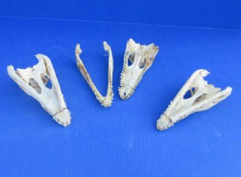 Nile Crocodile Skull  (Grade B Quality) (CITES #P000045227) - $58.30 each