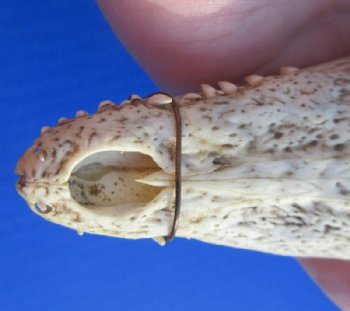 Nile Crocodile Skull  (Grade B Quality) (CITES #P000045227) - $58.30 each