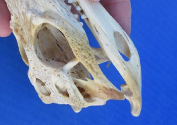 Nile Crocodile Skull  (Grade B Quality) (CITES #P000045227) - $58.30 each