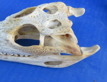 Nile Crocodile Skull  (Grade B Quality) (CITES #P000045227) - $58.30 each