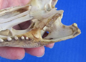 Nile Crocodile Skull  (Grade B Quality) (CITES #P000045227) - $58.30 each