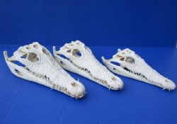 8 inches Nile Crocodile Skulls <font color=red> Wholesale</font>  (CITES p-000045227) - 3 @ $72 each