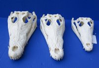 Real Nile Crocodile Skulls Wholesale (3-Pack), Ethically Sourced Oddities <font color=red> Wholesale</font> (9") CITES #P-000045227 - $80 each
