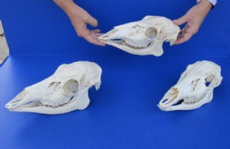 Deer Skulls
