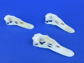 Duck Skulls - Individual, Wholesale