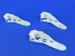 Authentic Duck Skull (4.5 - 5.5) - $37.50 each