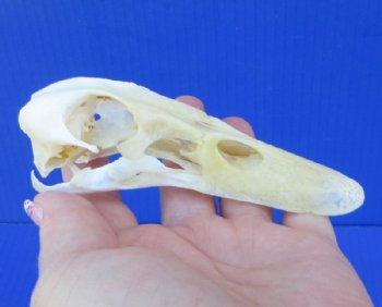 Authentic Duck Skull (4.5 - 5.5) - $37.50 each