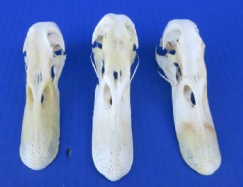 Authentic Duck Skull (4.5 - 5.5) - $37.50 each