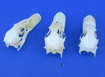 Authentic Duck Skull (4.5 - 5.5) - $37.50 each