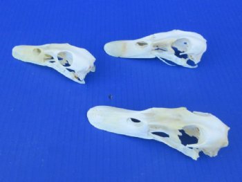 Authentic Duck Skull (4.5 - 5.5) - $37.50 each