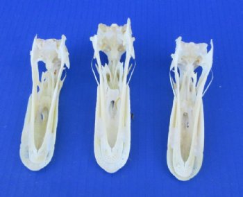 Authentic Duck Skull (4.5 - 5.5) - $37.50 each