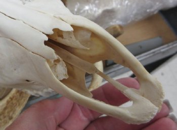 African Fallow Deer Skull with Palmated Antlers (Real Taxidermy <font color=red> Wholesale</font>- $99.99 each; 3 @ 90 each