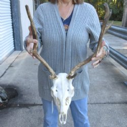 African Fallow Deer Skull with Palmated Antlers (Real Taxidermy <font color=red> Wholesale</font>- $99.99 each; 3 @ 90 each