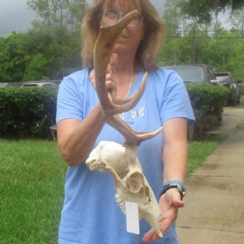 African Fallow Deer Skull with Palmated Antlers (Real Taxidermy <font color=red> Wholesale</font>- $99.99 each; 3 @ 90 each