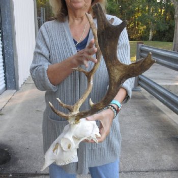 African Fallow Deer Skull with Palmated Antlers (Real Taxidermy <font color=red> Wholesale</font>- $99.99 each; 3 @ 90 each