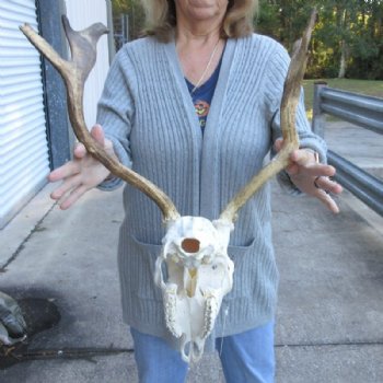 African Fallow Deer Skull with Palmated Antlers (Real Taxidermy <font color=red> Wholesale</font>- $99.99 each; 3 @ 90 each