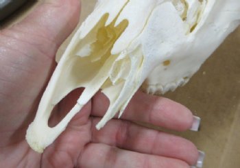 African Fallow Deer Skull with Palmated Antlers (Real Taxidermy <font color=red> Wholesale</font>- $99.99 each; 3 @ 90 each