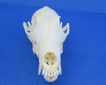 Fox Skull for Sale, <font color=red>Good Quality</font>, 5 to 6 inches - We will select one priced $41.99 each